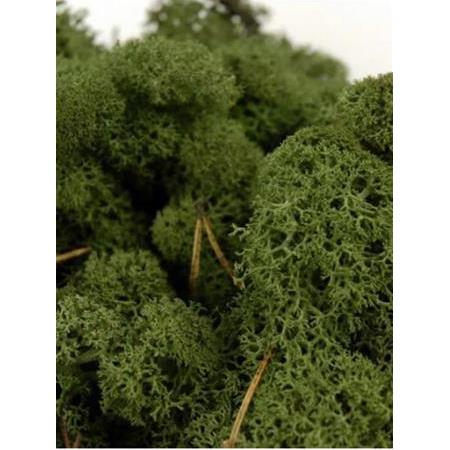 Reindeer moss dark green şoklanmış norveç yosunu 4 kg